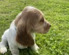 Cocker Spaniel (Show)