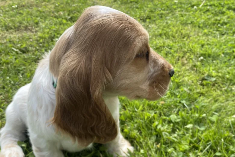 Cocker Spaniel (Show)