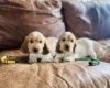Cocker Spaniel (Show)