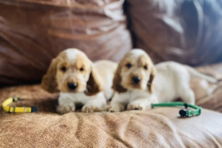Cocker Spaniel (Show)