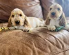 Cocker Spaniel (Show)