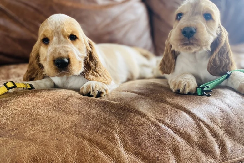 Cocker Spaniel (Show)