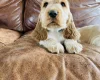 Cocker Spaniel (Show)