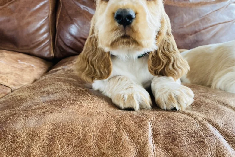 Cocker Spaniel (Show)