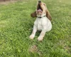 Cocker Spaniel (Show)
