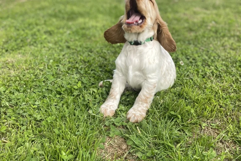 Cocker Spaniel (Show)