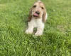Cocker Spaniel (Show)