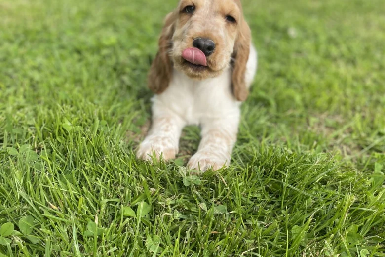 Cocker Spaniel (Show)