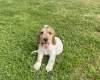 Cocker Spaniel (Show)