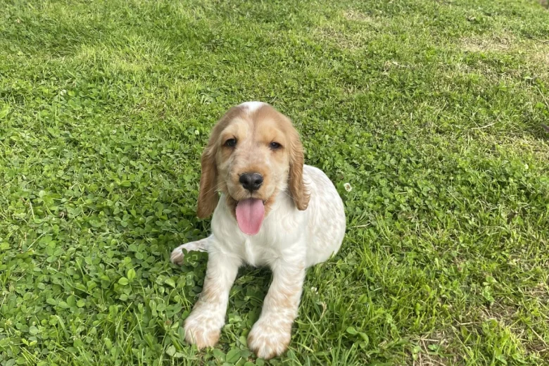Cocker Spaniel (Show)