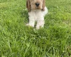 Cocker Spaniel (Show)