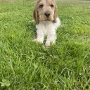 Cocker Spaniel (Show)