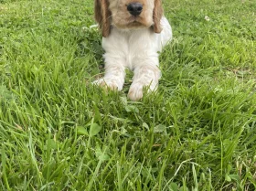 Cocker Spaniel (Show)