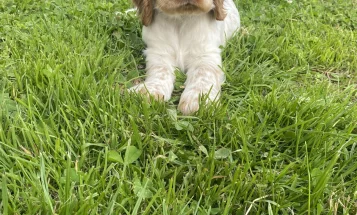 Cocker Spaniel (Show)