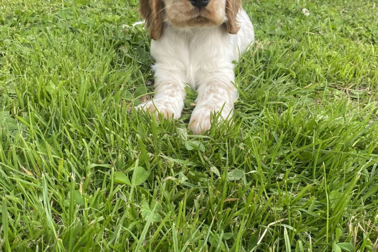 Cocker Spaniel (Show)