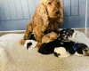 Cocker Spaniel (Show)