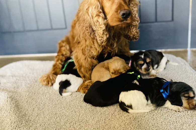 Cocker Spaniel (Show)