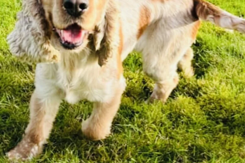 Cocker Spaniel (Show)