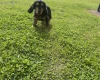 Cocker Spaniel (Show)