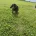 Cocker Spaniel (Show)