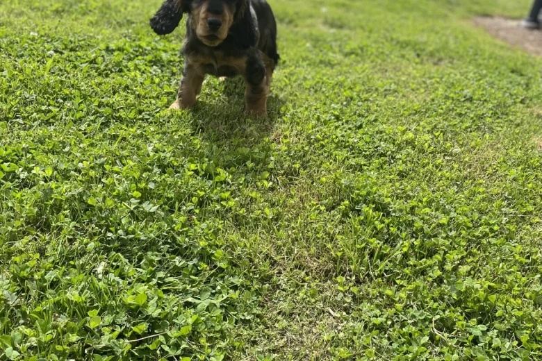 Cocker Spaniel (Show)
