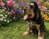 Cocker Spaniel (Show)