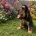 Cocker Spaniel (Show)