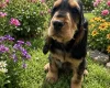 Cocker Spaniel (Show)