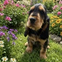 Cocker Spaniel (Show)