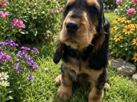 Cocker Spaniel (Show)