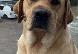 Stud