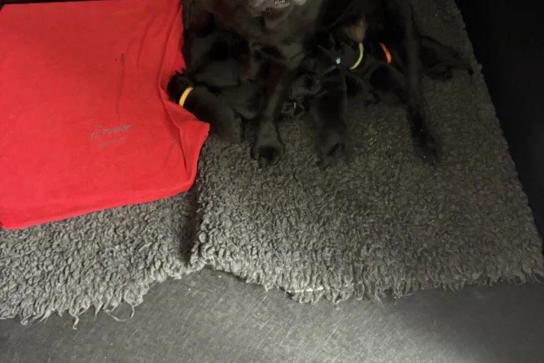 Labrador Retriever
