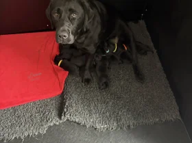 Labrador Retriever