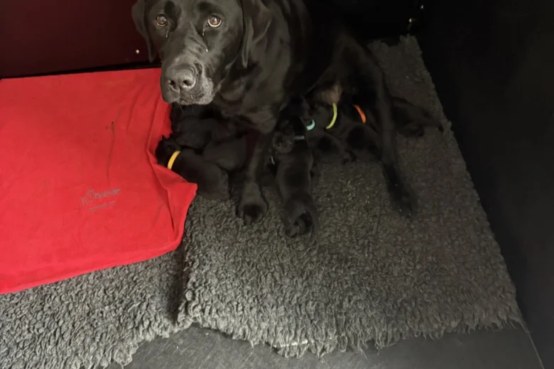 Labrador Retriever
