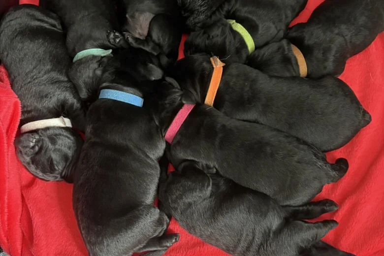 Labrador Retriever