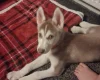 Siberian Husky
