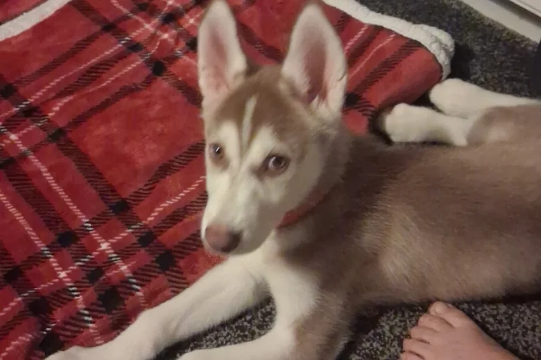 Siberian Husky