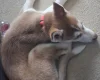 Siberian Husky