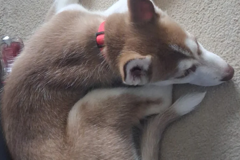 Siberian Husky
