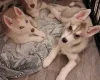 Siberian Husky