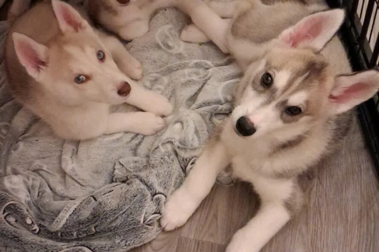 Siberian Husky