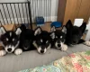 Siberian Husky