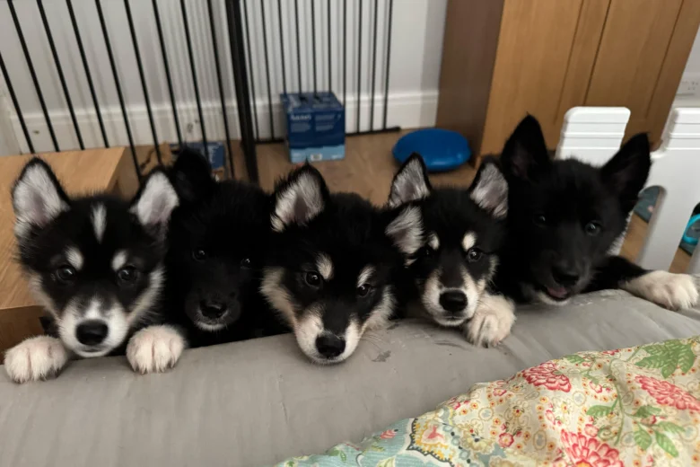 Siberian Husky