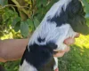 Cocker Spaniel (Show)