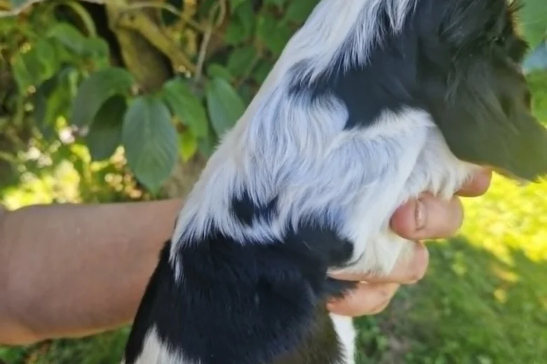 Cocker Spaniel (Show)