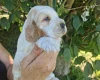 Cocker Spaniel (Show)