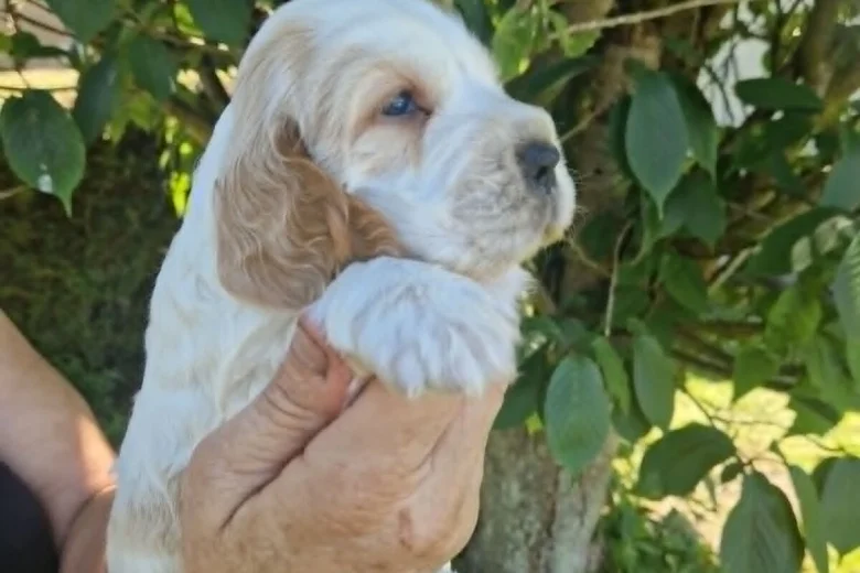 Cocker Spaniel (Show)