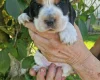 Cocker Spaniel (Show)