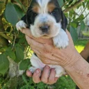Cocker Spaniel (Show)