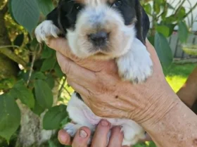 Cocker Spaniel (Show)